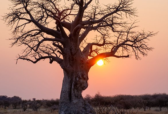 Kalahari