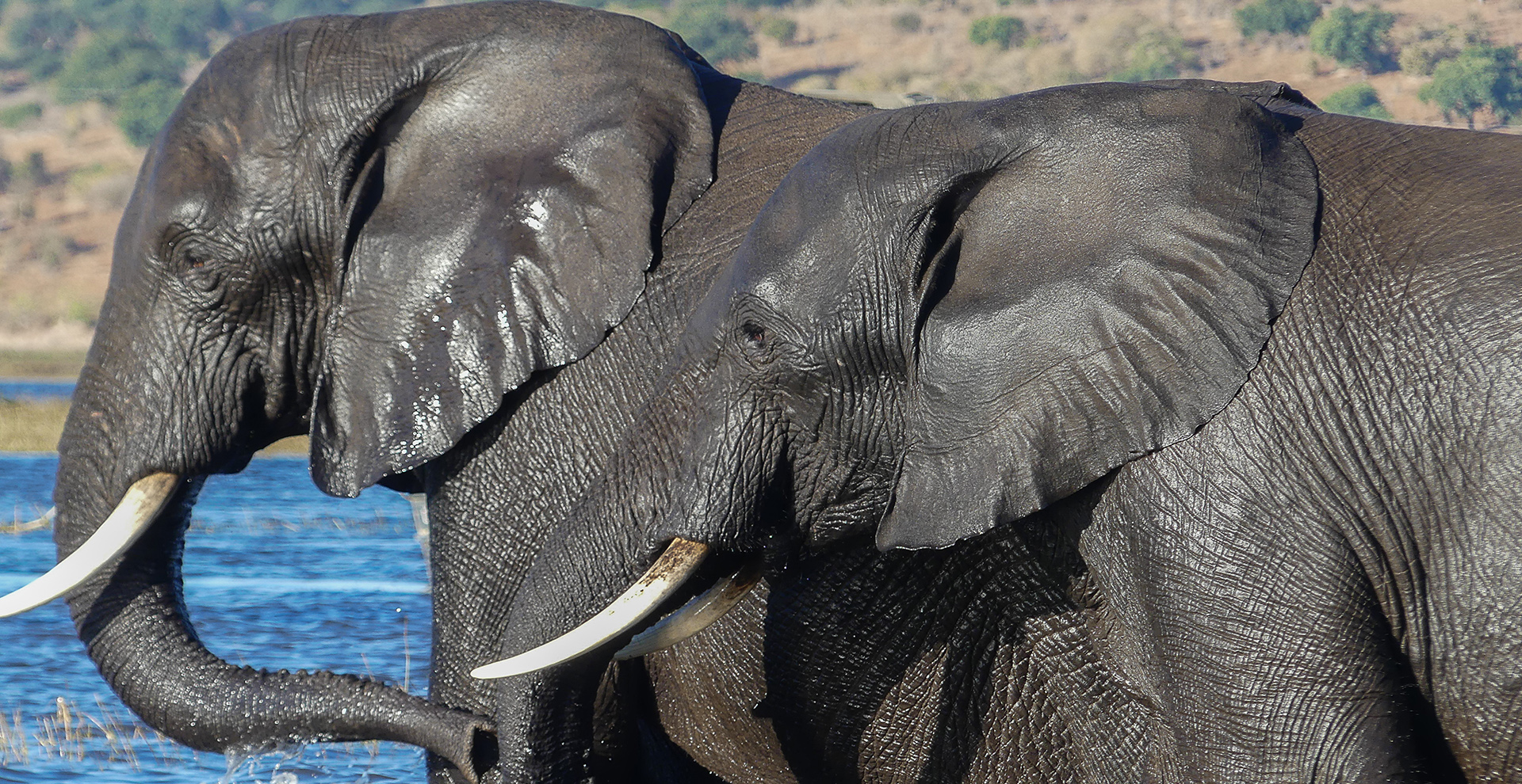 Boteti River (Khumaga) Overnight Trip