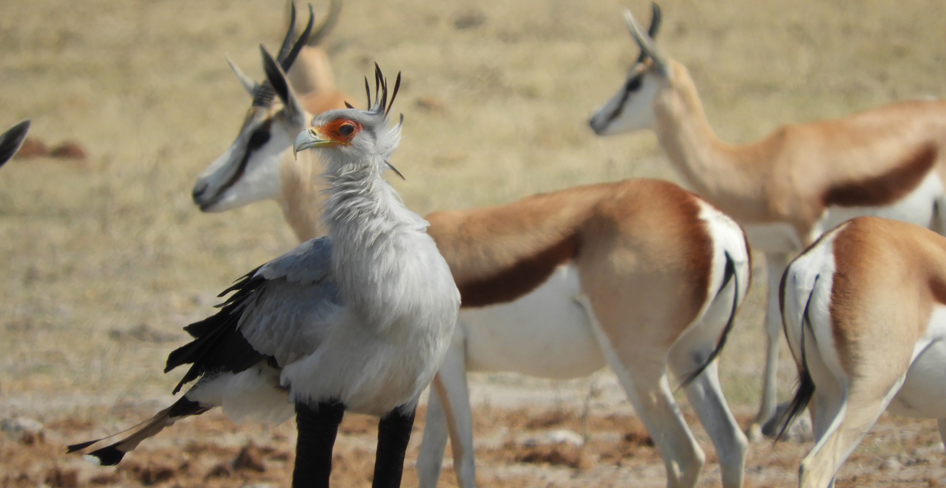 Nxai Pan National Park Overnight