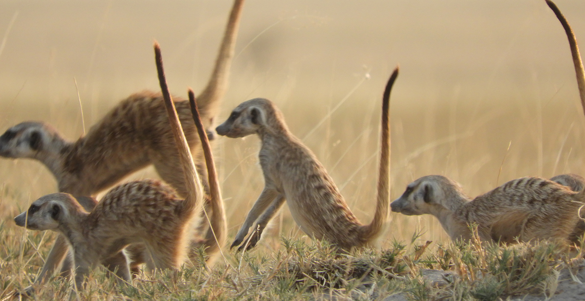 Meerkat Experince Salt-Pan Overnight 