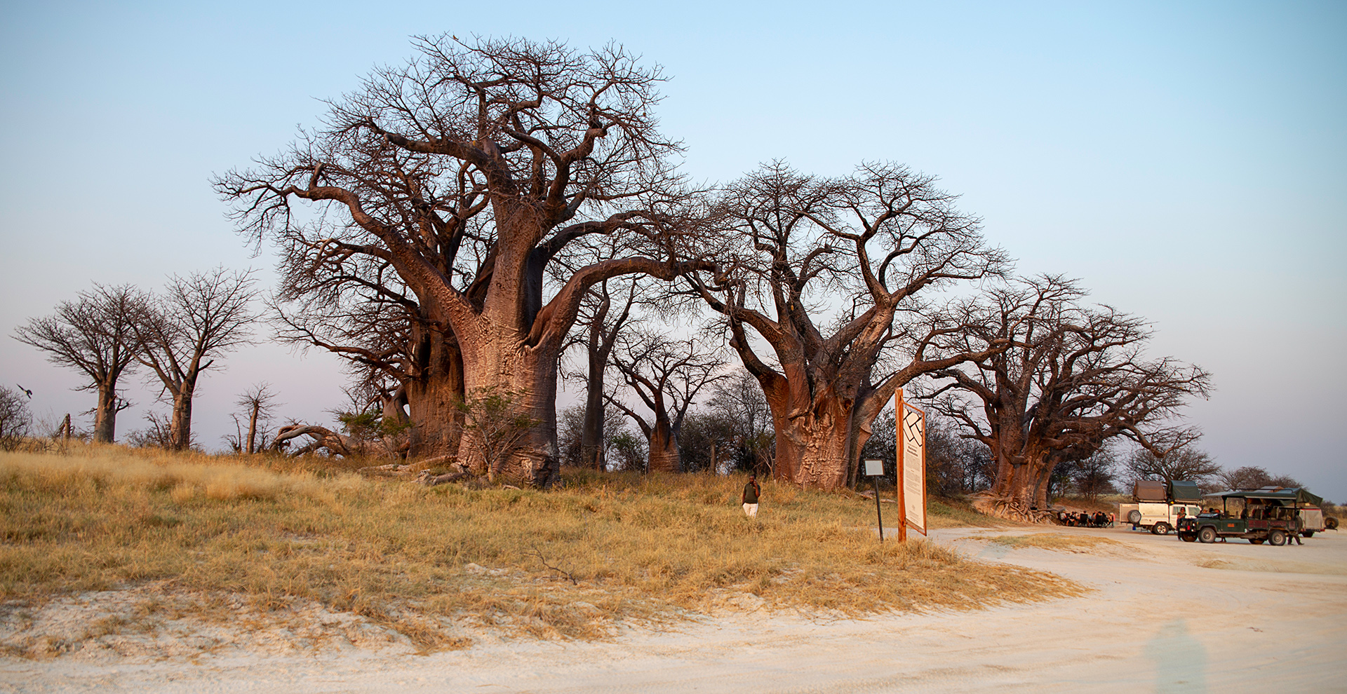 Baines’ Baobabs Day Trip