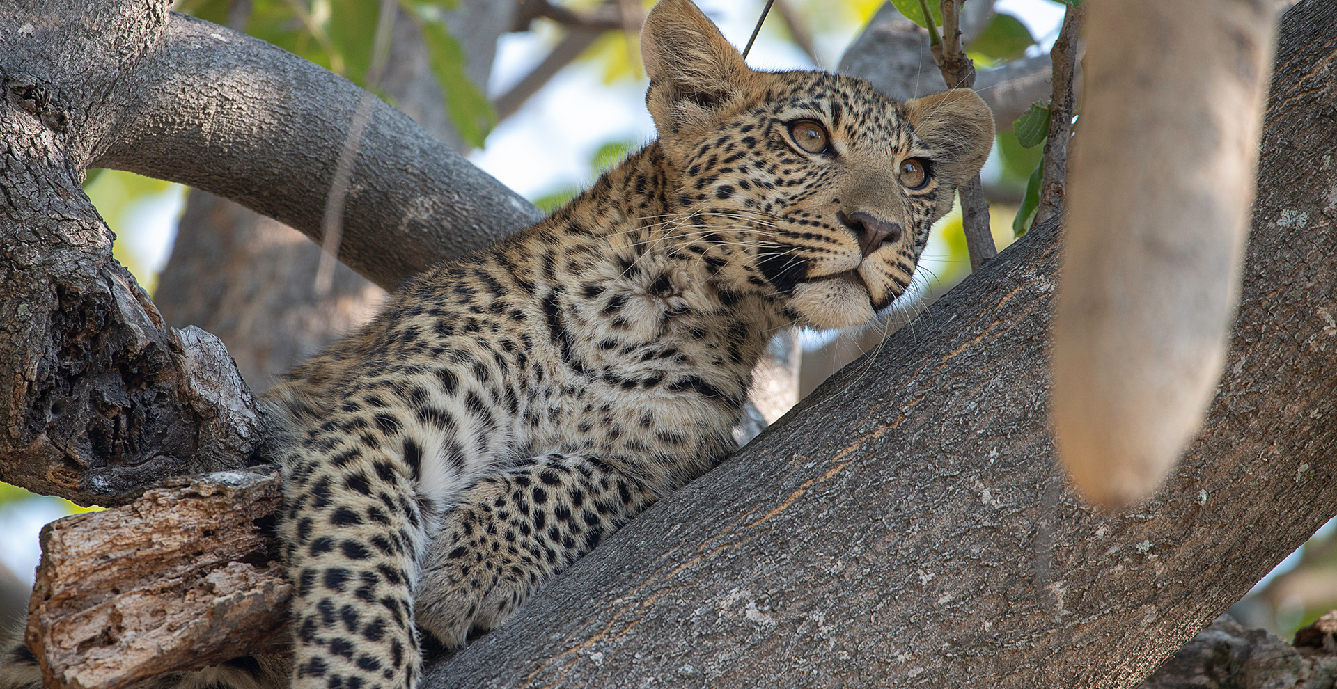 Northern Botswana Mobile Safari